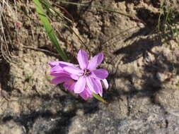 Image of Ixia purpureorosea G. J. Lewis