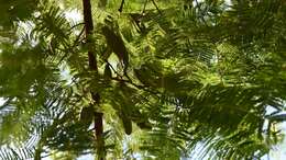 Image of fern-leaf acacia
