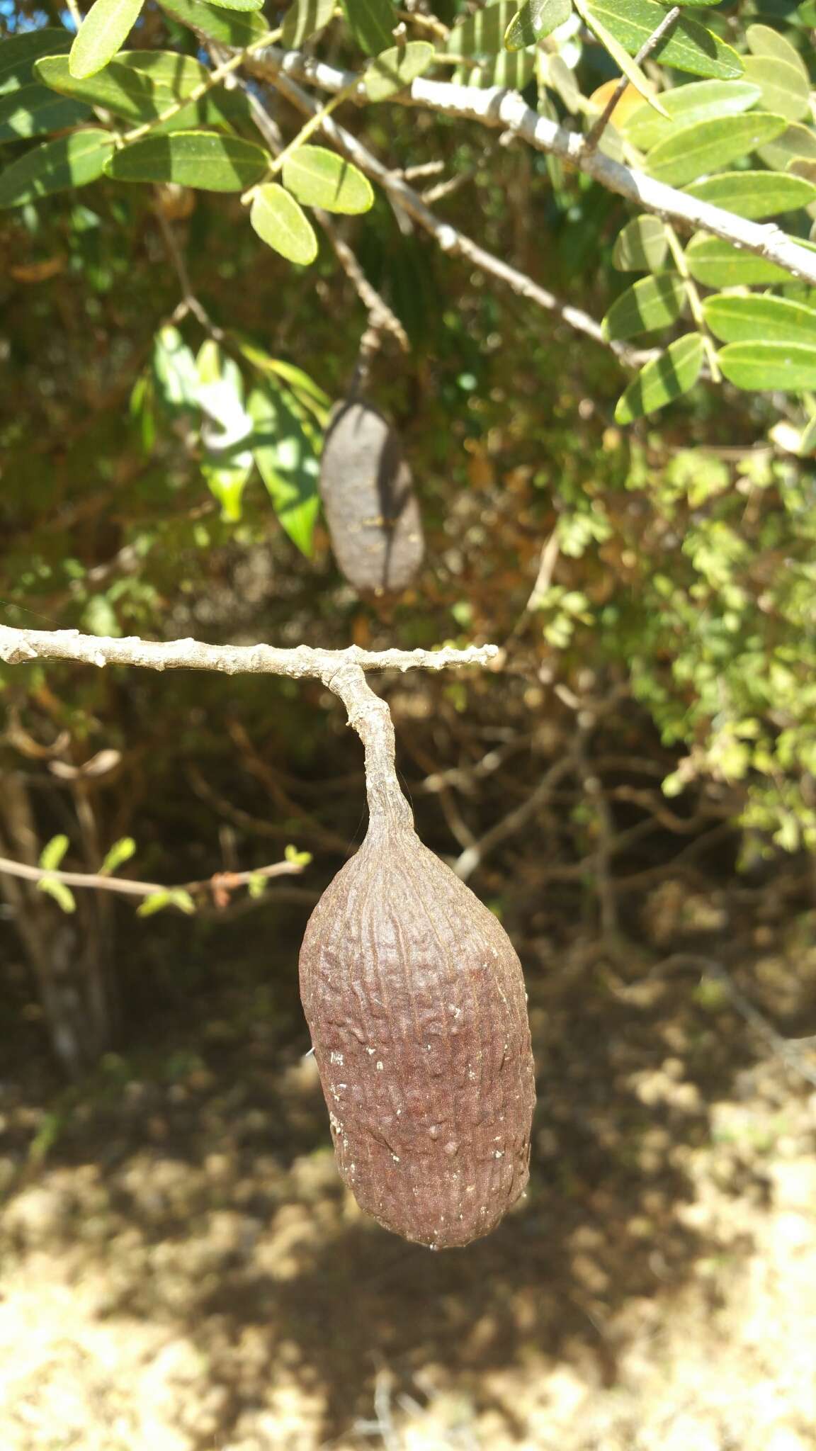 Image of Dupuya madagascariensis