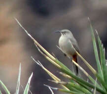 Image of Crissal Thrasher