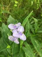 Image of zigzag spiderwort