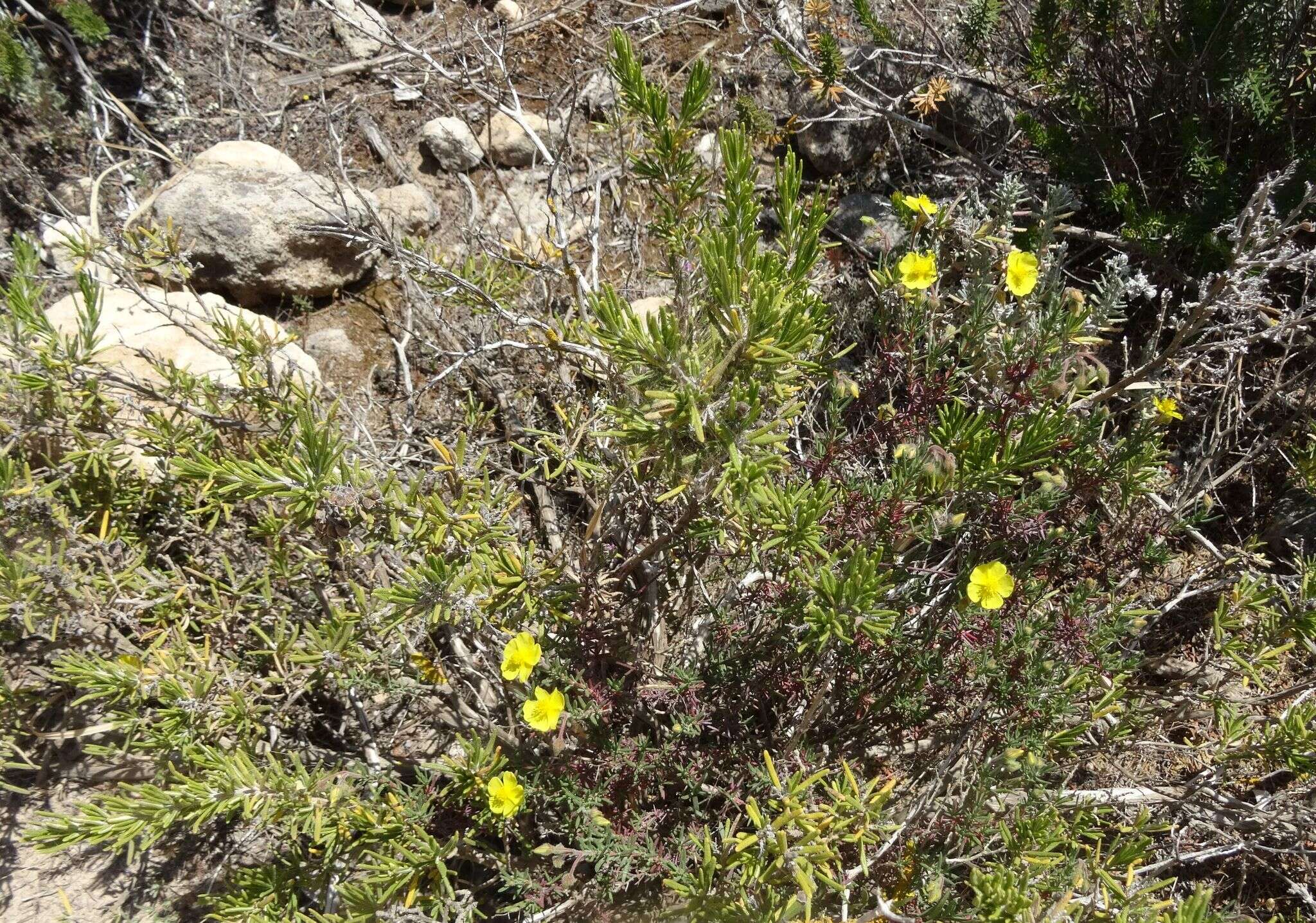 Imagem de Fumana ericoides (Cav.) Gand.