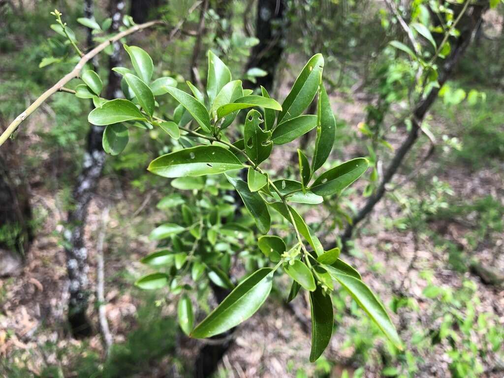 صورة Jasminum didymum subsp. racemosum (F. Muell.) P. S. Green