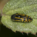 Image of Acmaeodera scalaris Mannerheim 1837