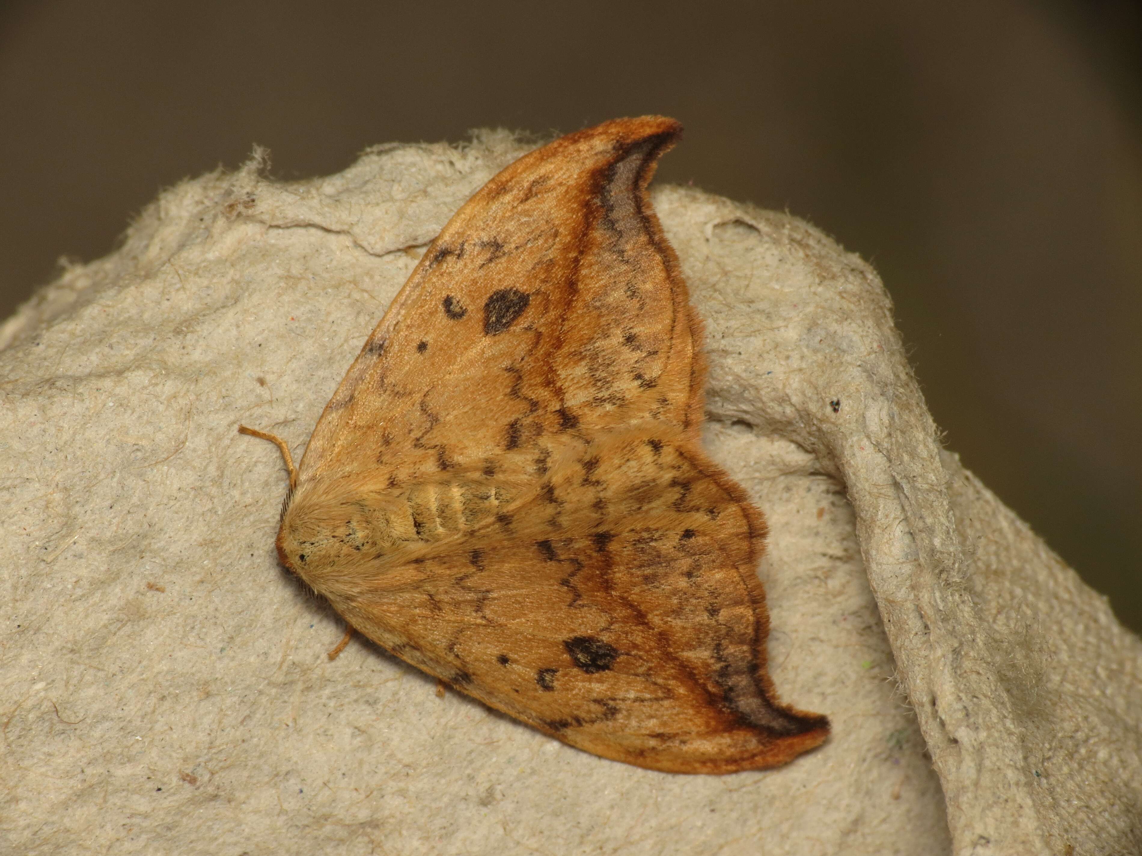 Image of Pebble Hook-tip