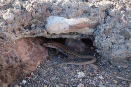 Image of Erhard's Wall Lizard