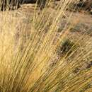 Image of Mexican Feather Grass