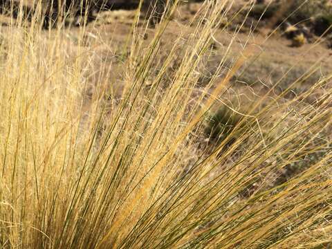 Image of Mexican Feather Grass