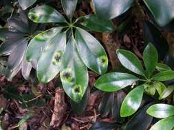 Image of Dwarf Umbrella Tree