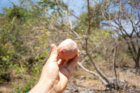 Image of wild cherimoya of Jalisco