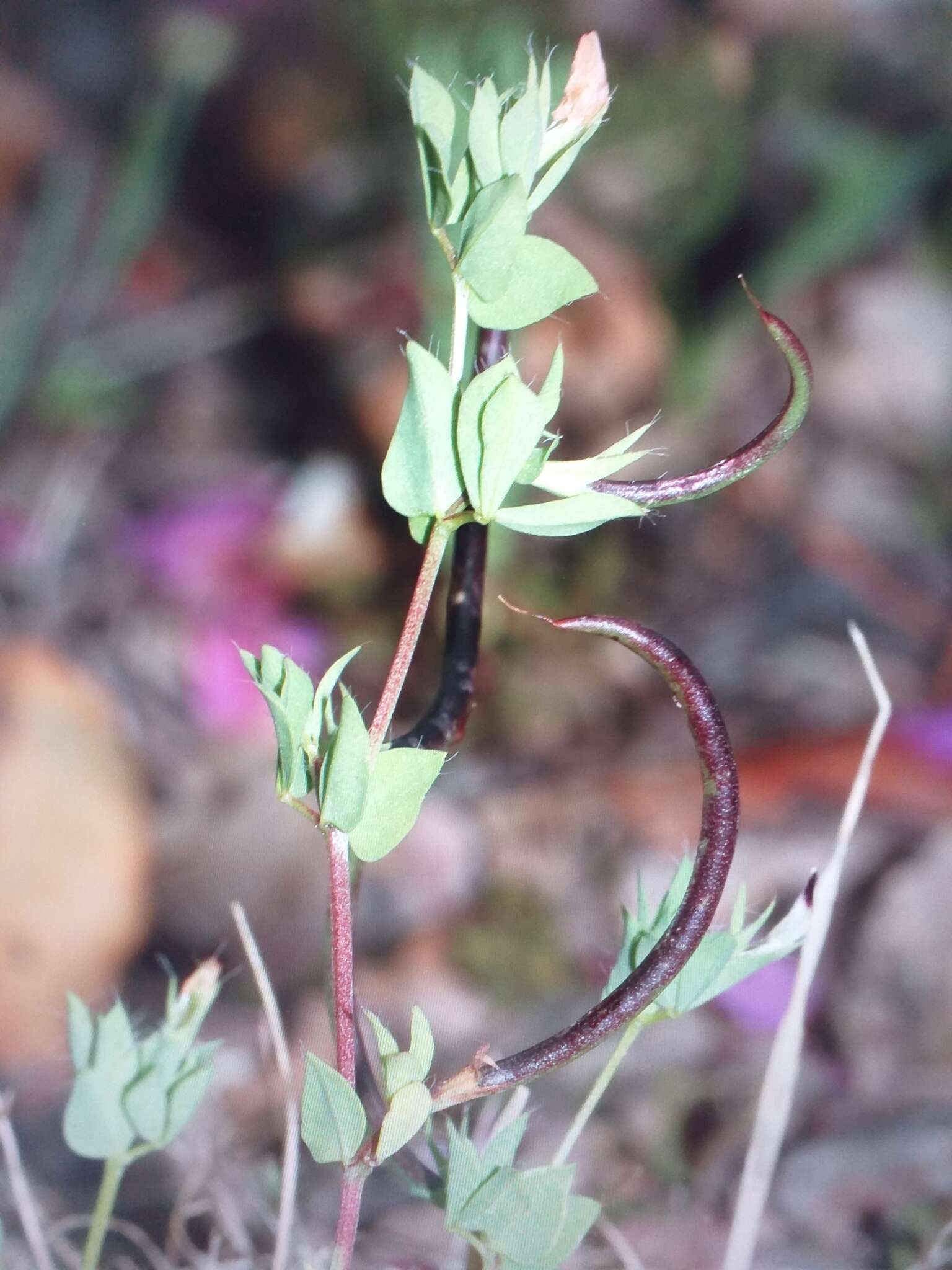 Image de Lotus conimbricensis Brot.