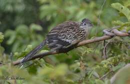 Image of Lesser Roadrunner