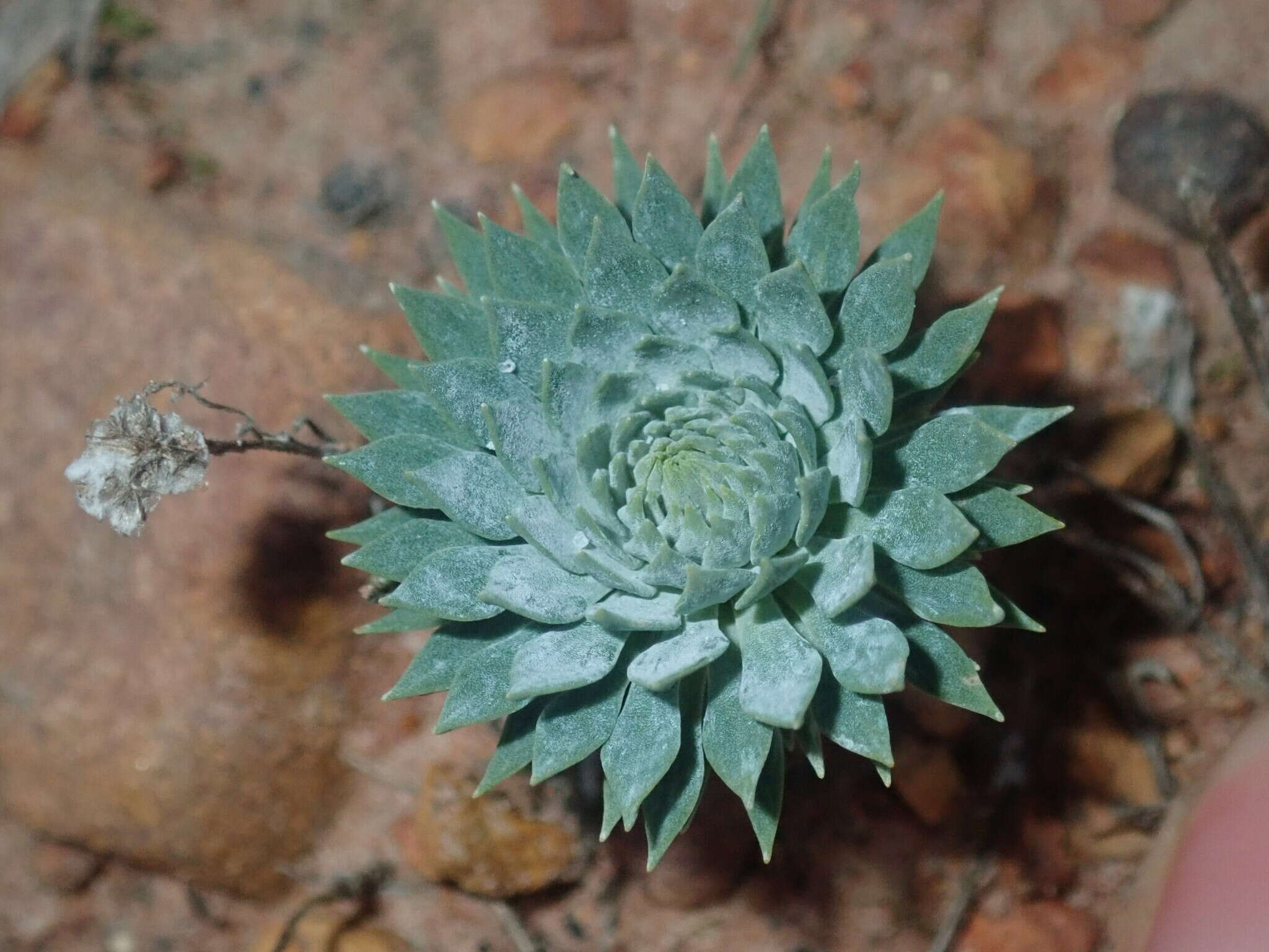 Image de Stylidium brunonianum subsp. brunonianum