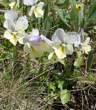 Image of Altaic Violet