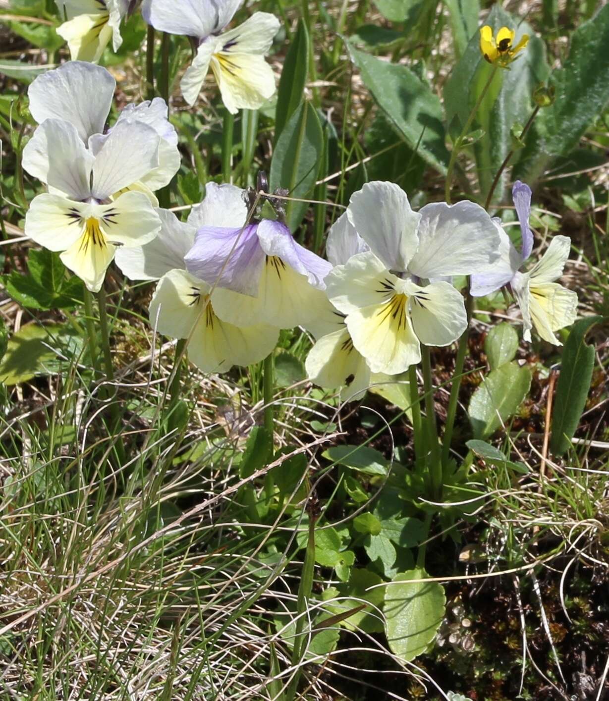 Image of Viola altaica Ker-Gawl.