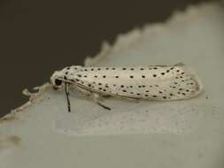 Image of Bird-cherry Ermine