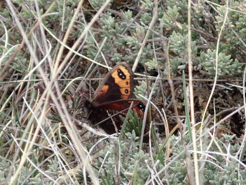 Erebia epistygne Hübner 1816 resmi