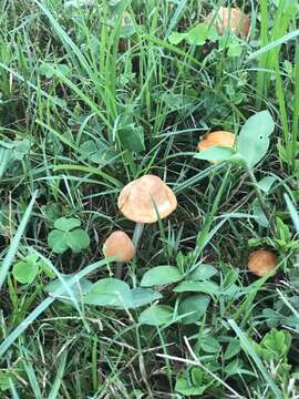 Image of Marasmius vagus