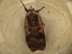 Image of Large Yellow Underwing