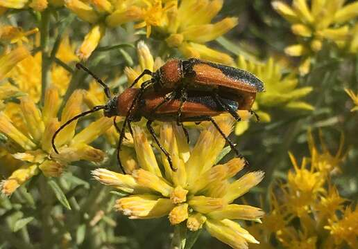 Imagem de Crossidius coralinus (Le Conte 1862)