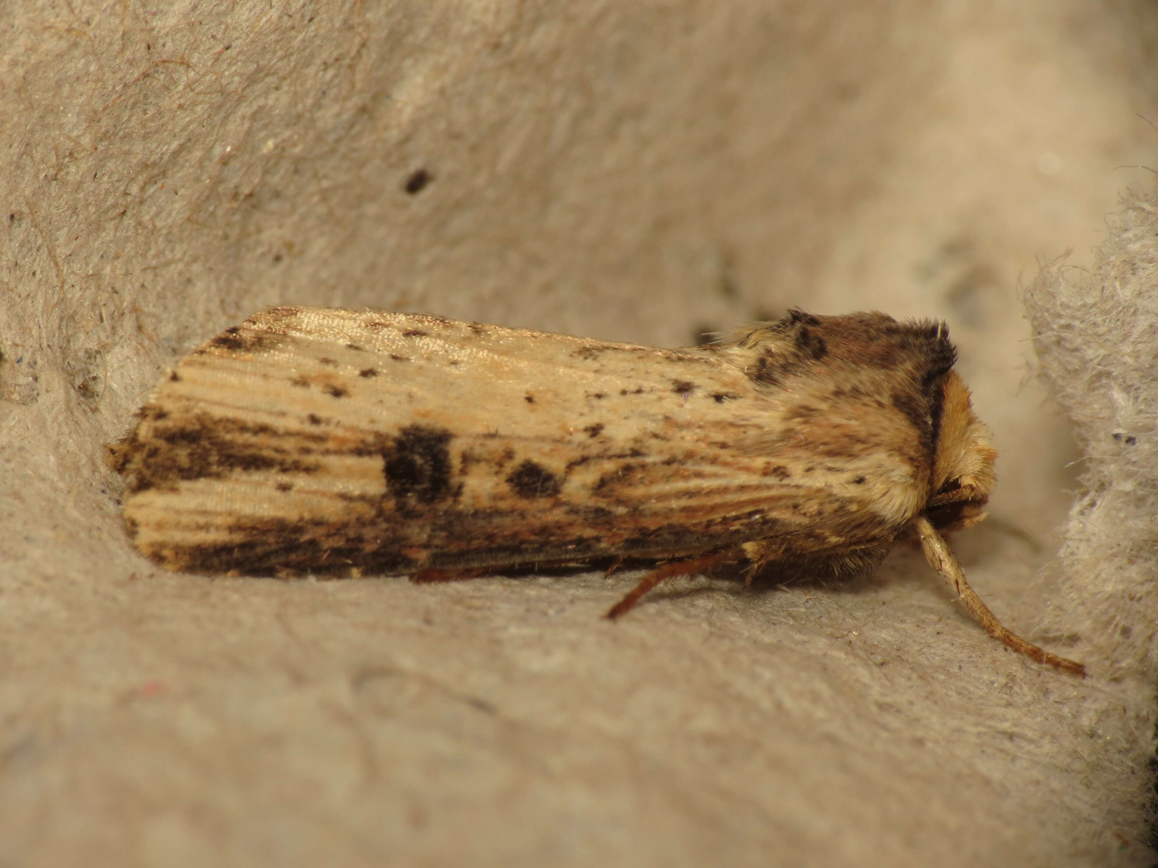 Image de noctuelle putride