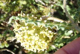 Asclepias crispa Berg.的圖片