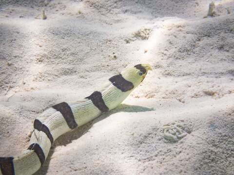 Image of Banded snake eel