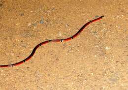 Image of West Mexican Coral Snake