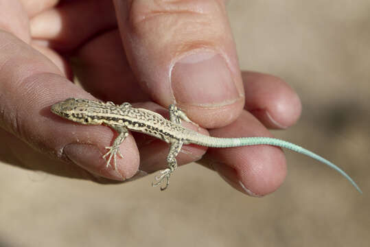 Image of Anatolian Lizard