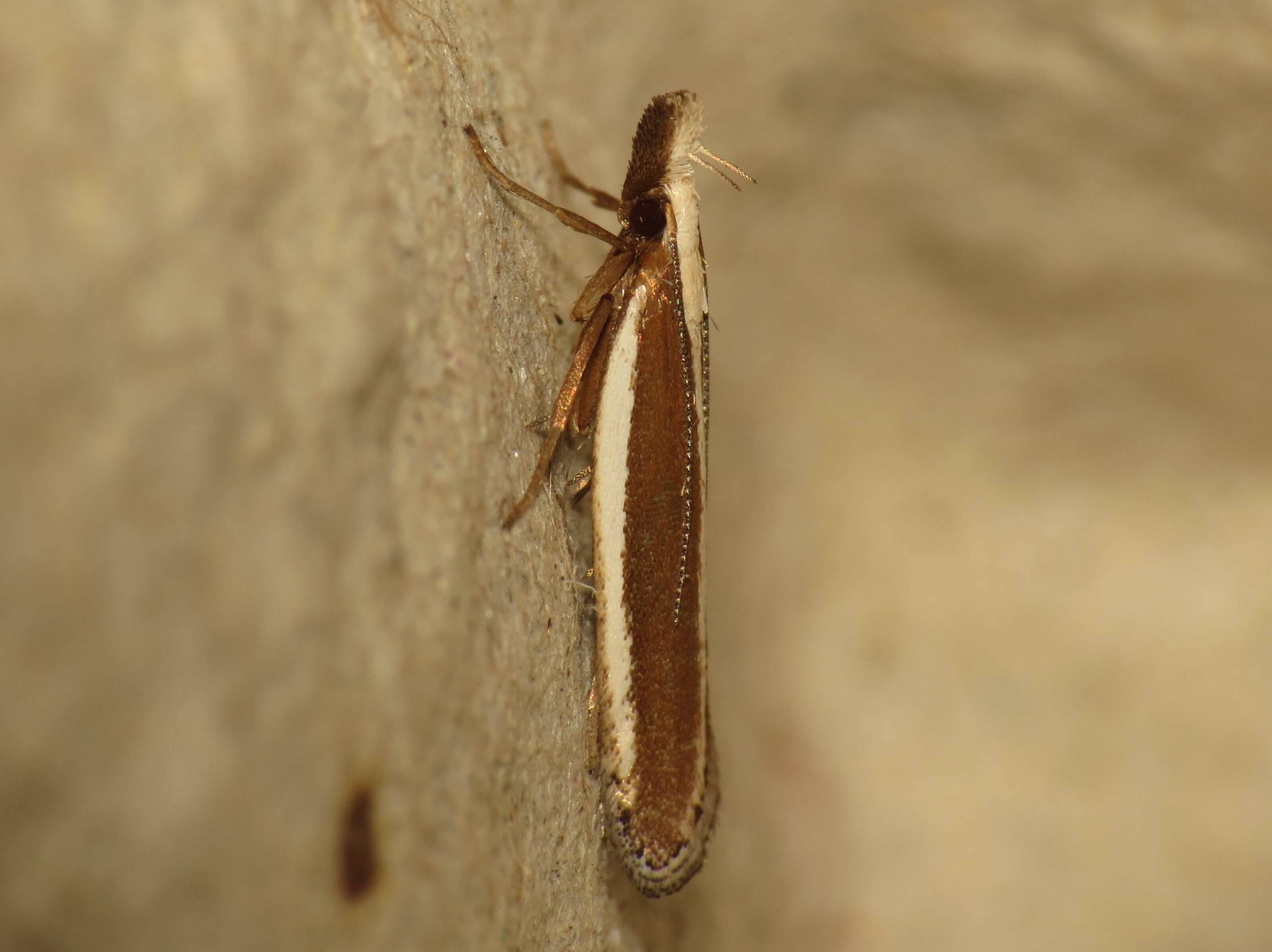 Image of Juniper webworm