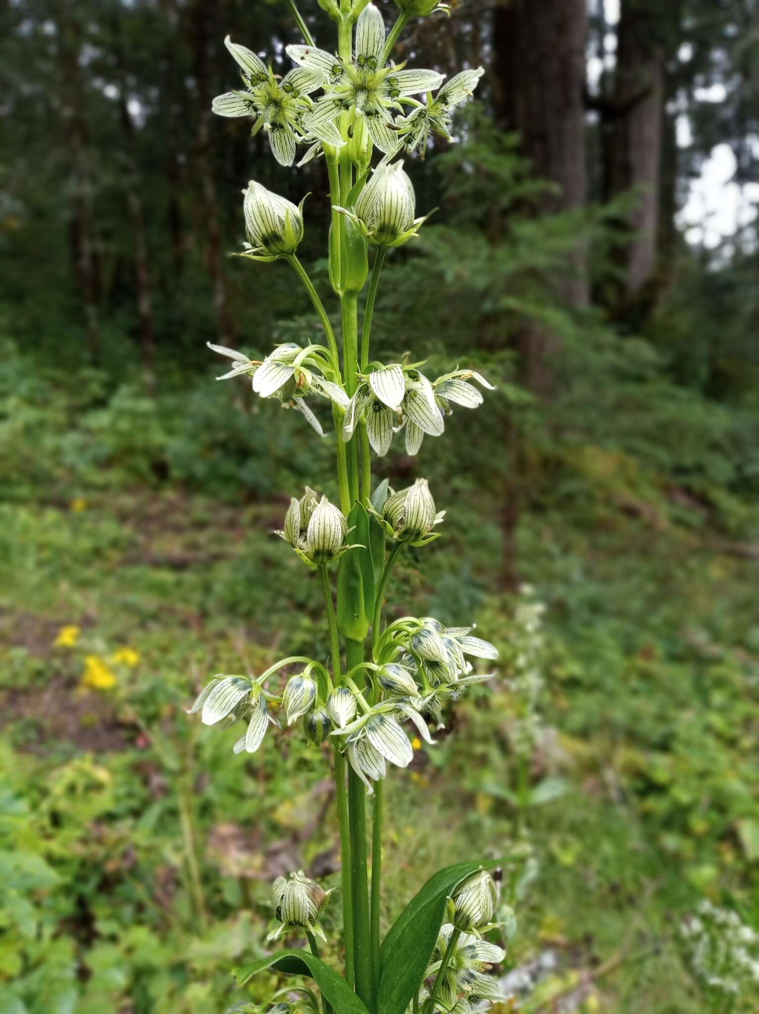 Слика од Swertia speciosa G. Don