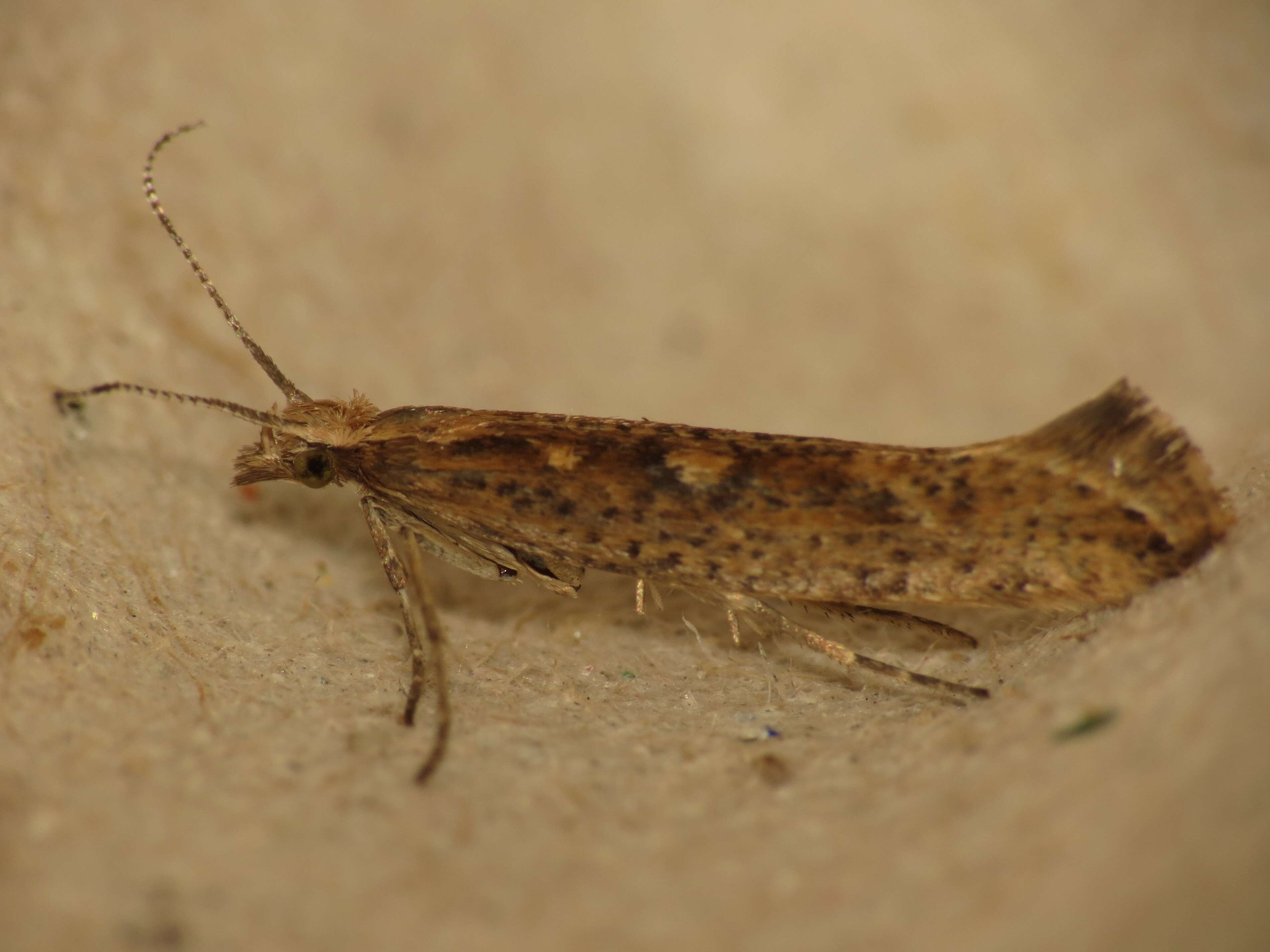 صورة Plutella xylostella Linnaeus 1767