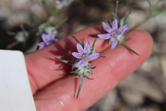 Imagem de Eriastrum eremicum (Jepson) Mason