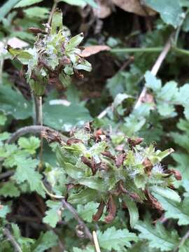 Image of Dudley's lousewort