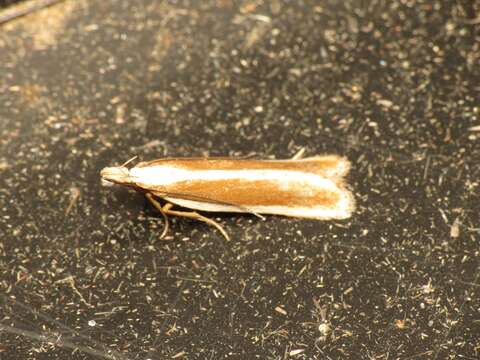 Image of Juniper webworm