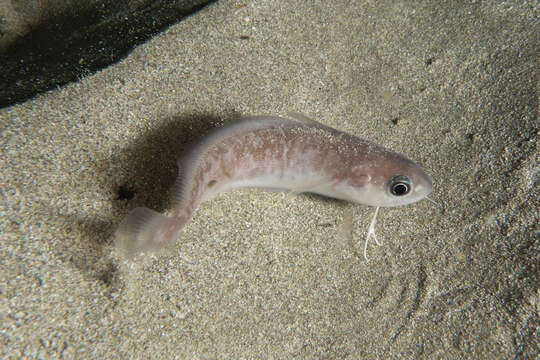 Image of Northern bastard codling