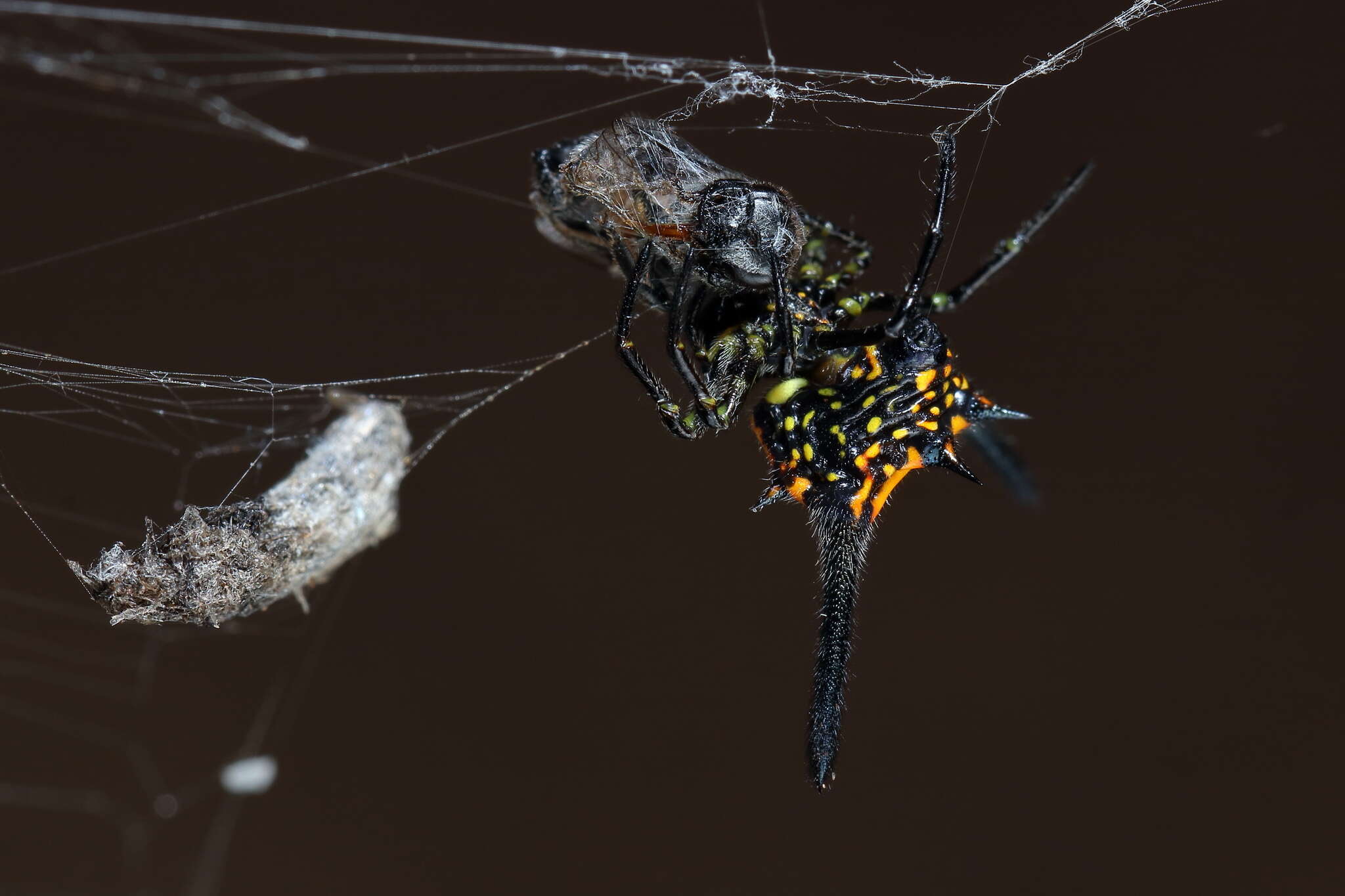 Image of Gasteracantha dalyi Pocock 1900