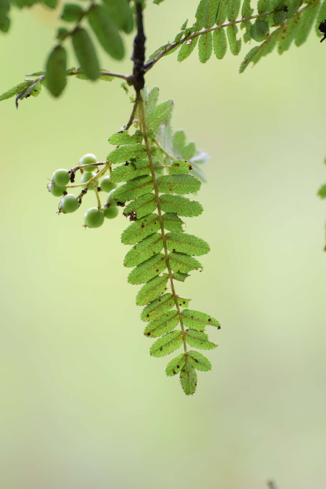 Image of Sorbus koehneana C. K. Schneid.