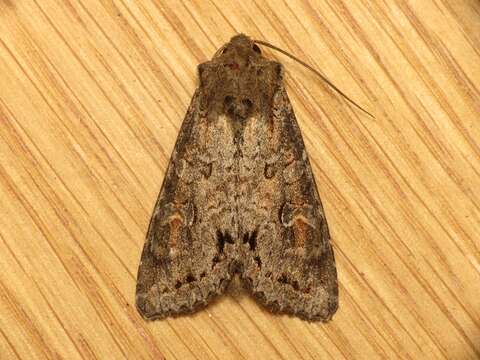 Image of Pale shining brown moth