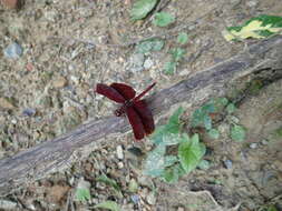 Image of Neurothemis taiwanensis Seehausen & Dow 2016