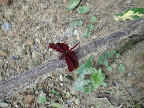 Image of Neurothemis taiwanensis Seehausen & Dow 2016