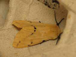 Image of Spilosoma lutea Hüfnagel 1766