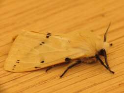 Image of Spilosoma lutea Hüfnagel 1766