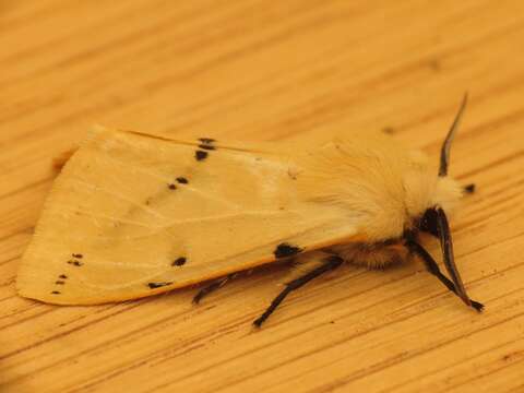 Image of Spilosoma lutea Hüfnagel 1766