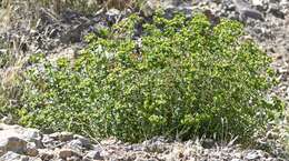 Euphorbia schizoloba Engelm. resmi