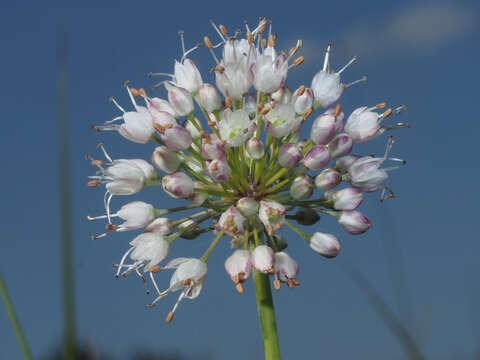 Слика од Allium suaveolens Jacq.