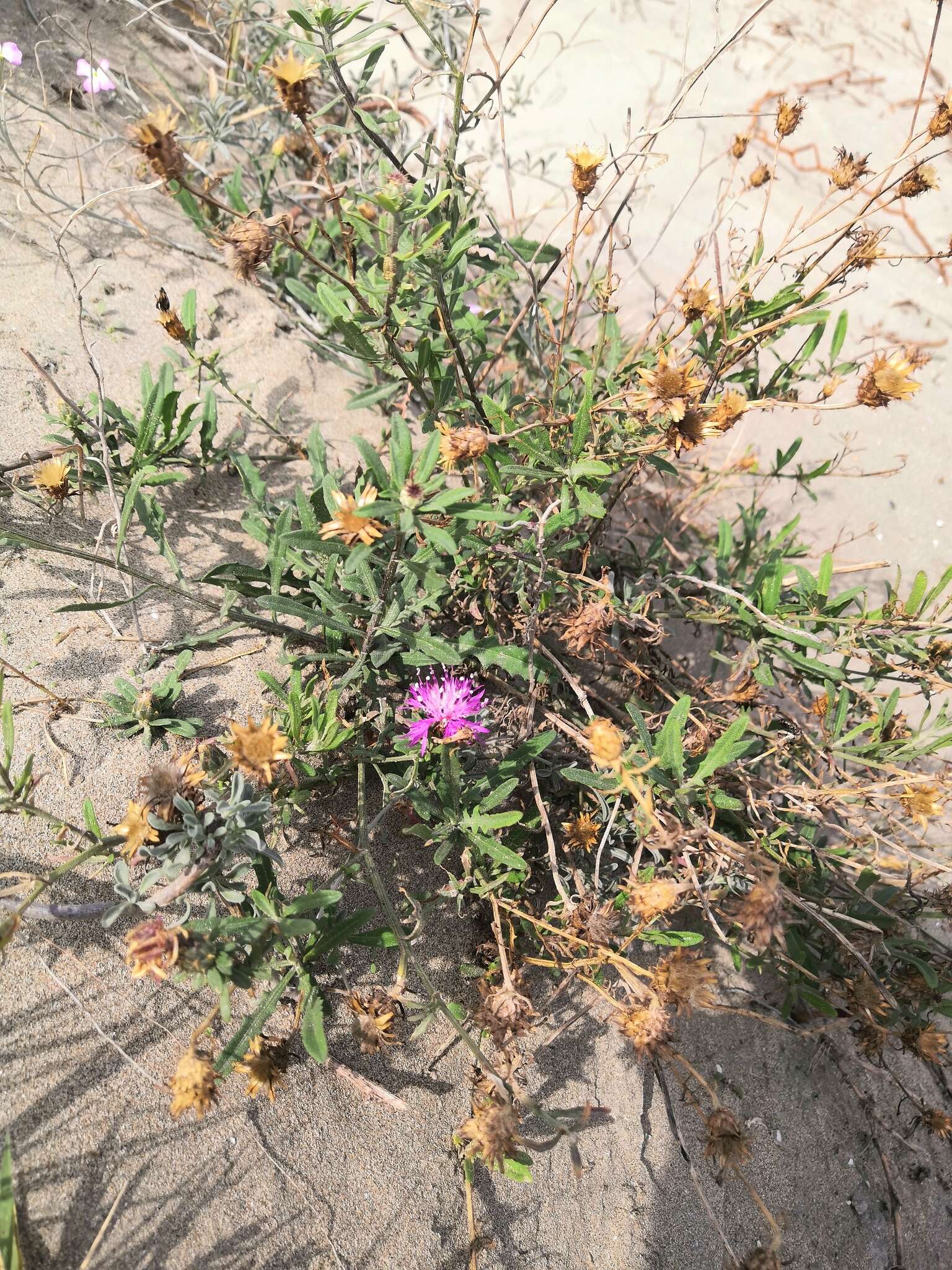 Sivun Centaurea aspera subsp. aspera kuva