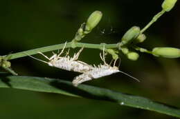 Image of Argyresthia curvella Linnaeus 1761