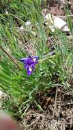 Image of Barbary Nut Iris