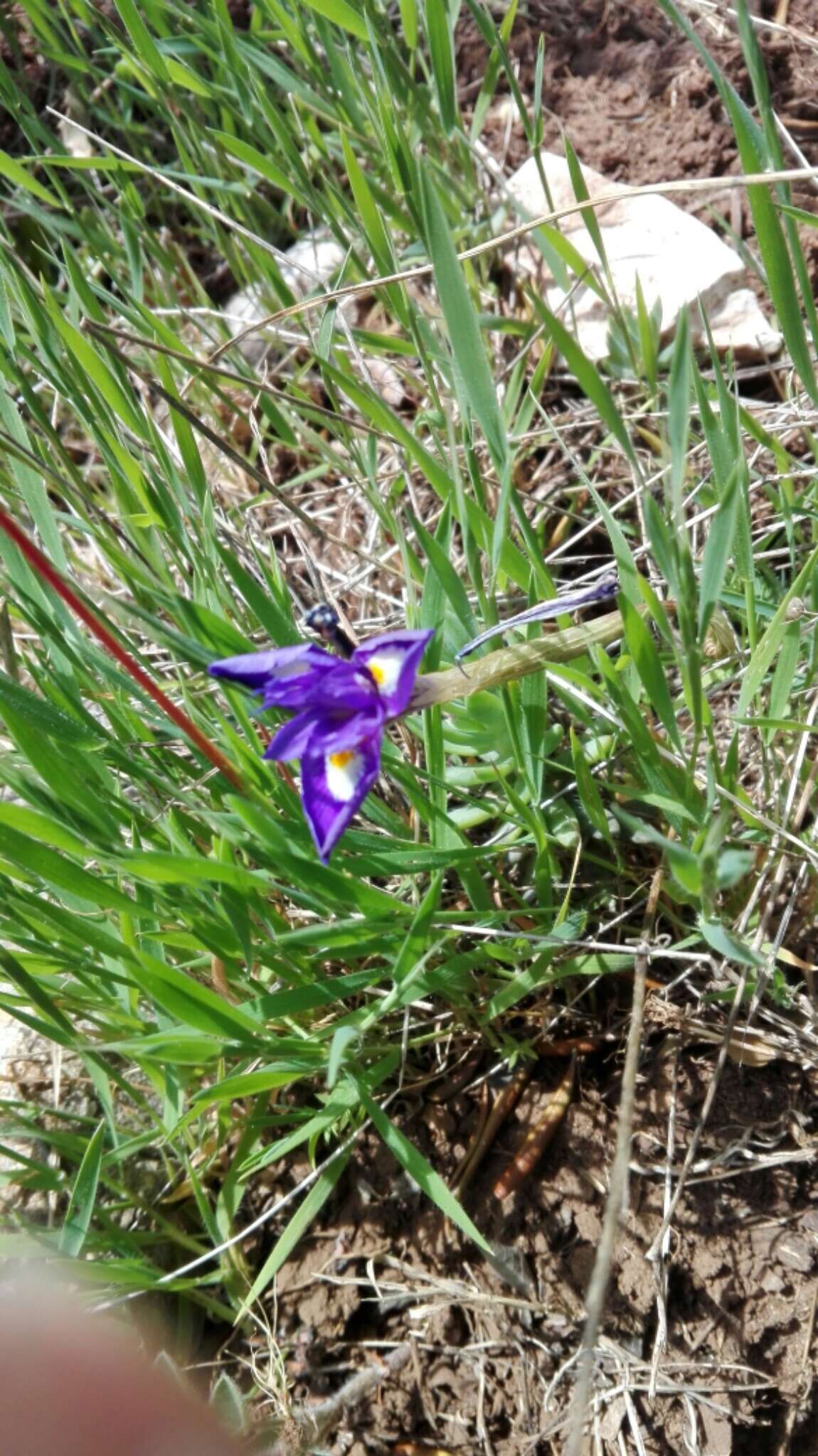 Image of Barbary Nut Iris